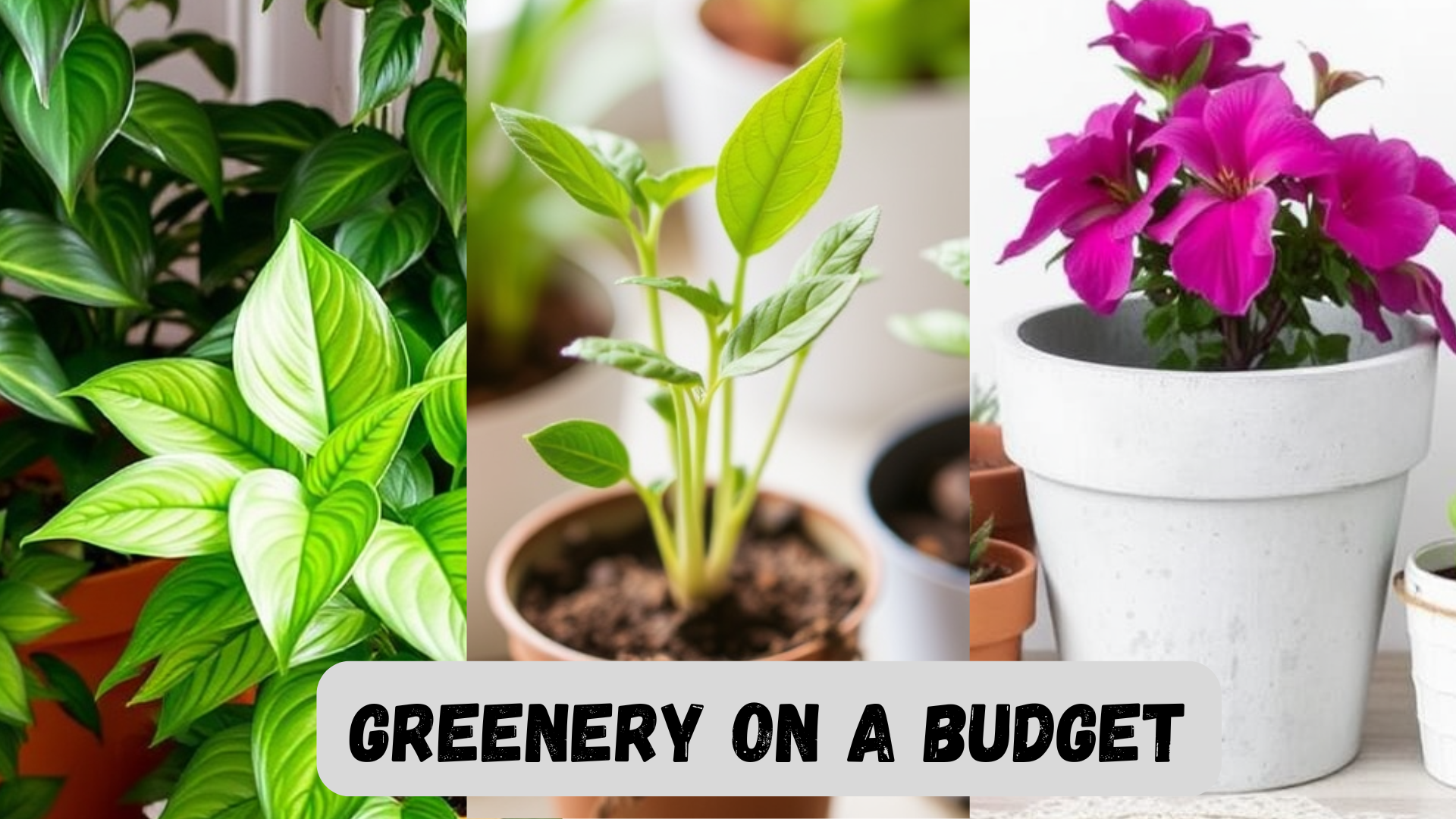 Greenery_on_a_Budget