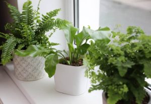 30 Types of Ferns