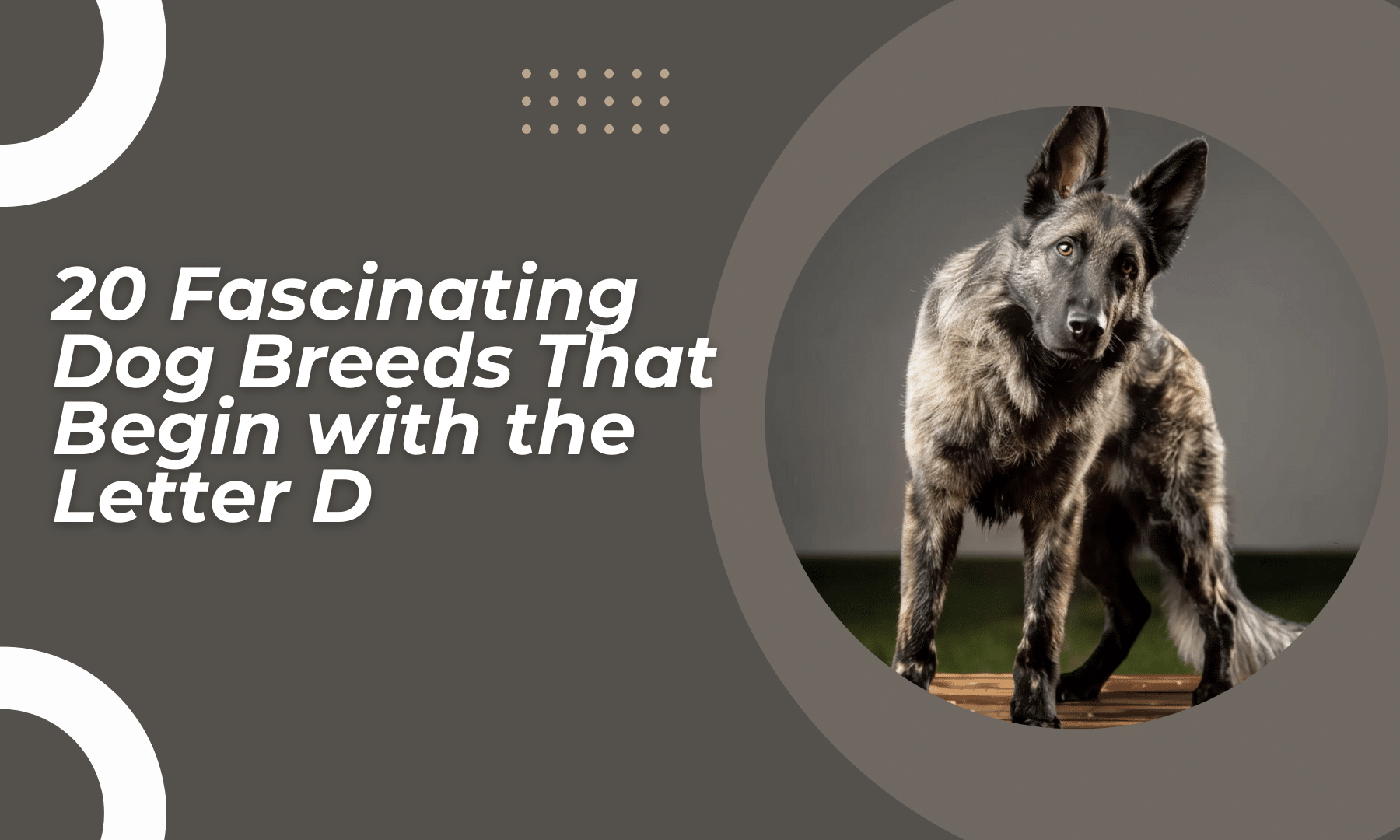 Discovering Different Dog Breeds That Start with D