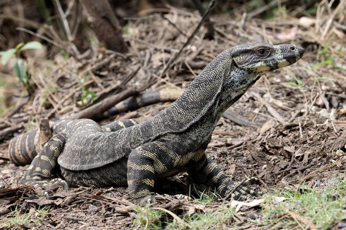 Lace-Monitor