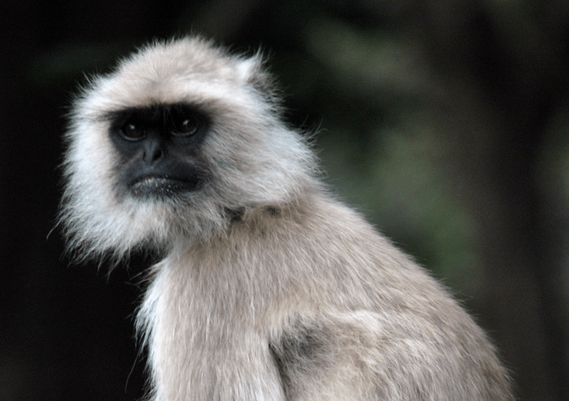 Langur