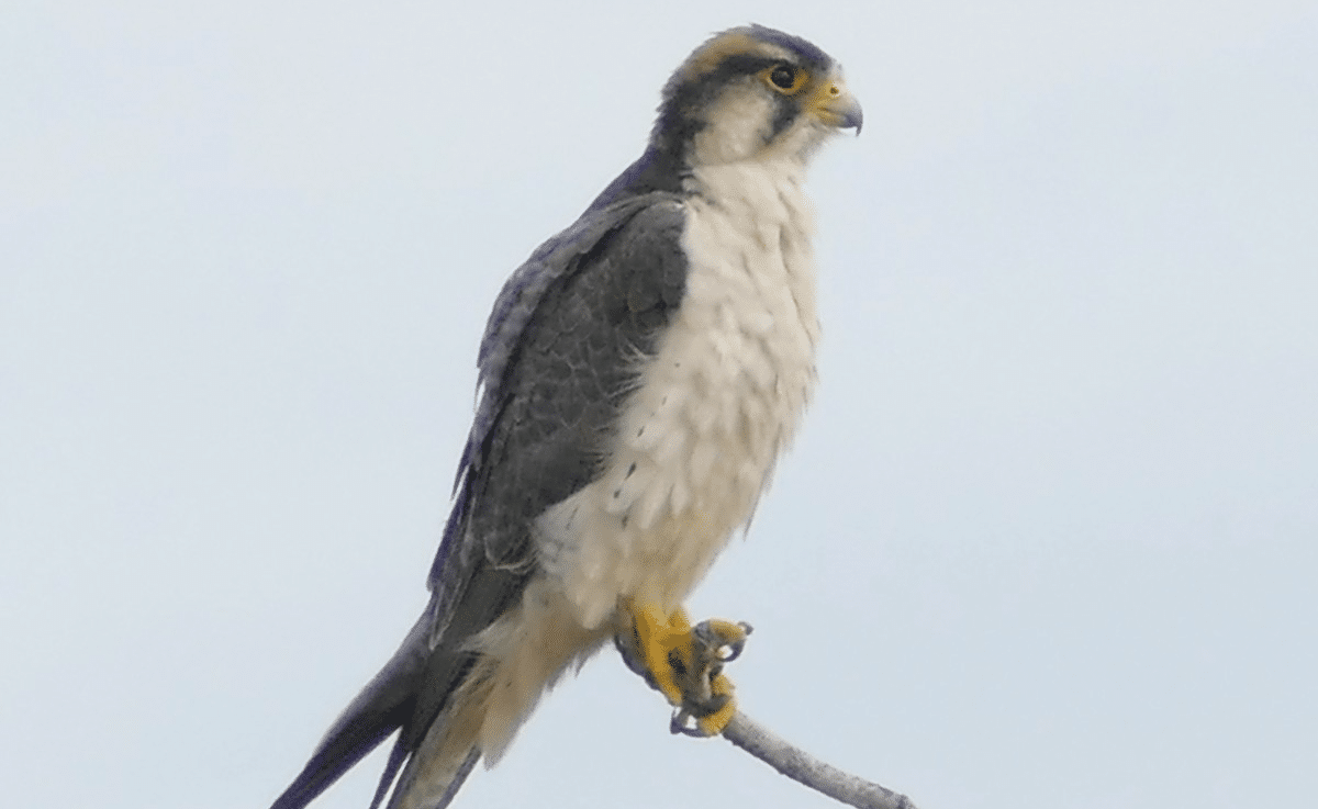 Lanner Falcon