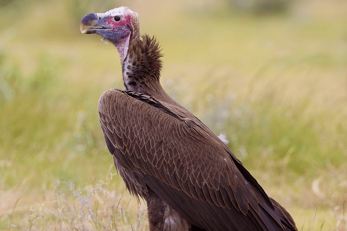 Lappet-faced Vulture