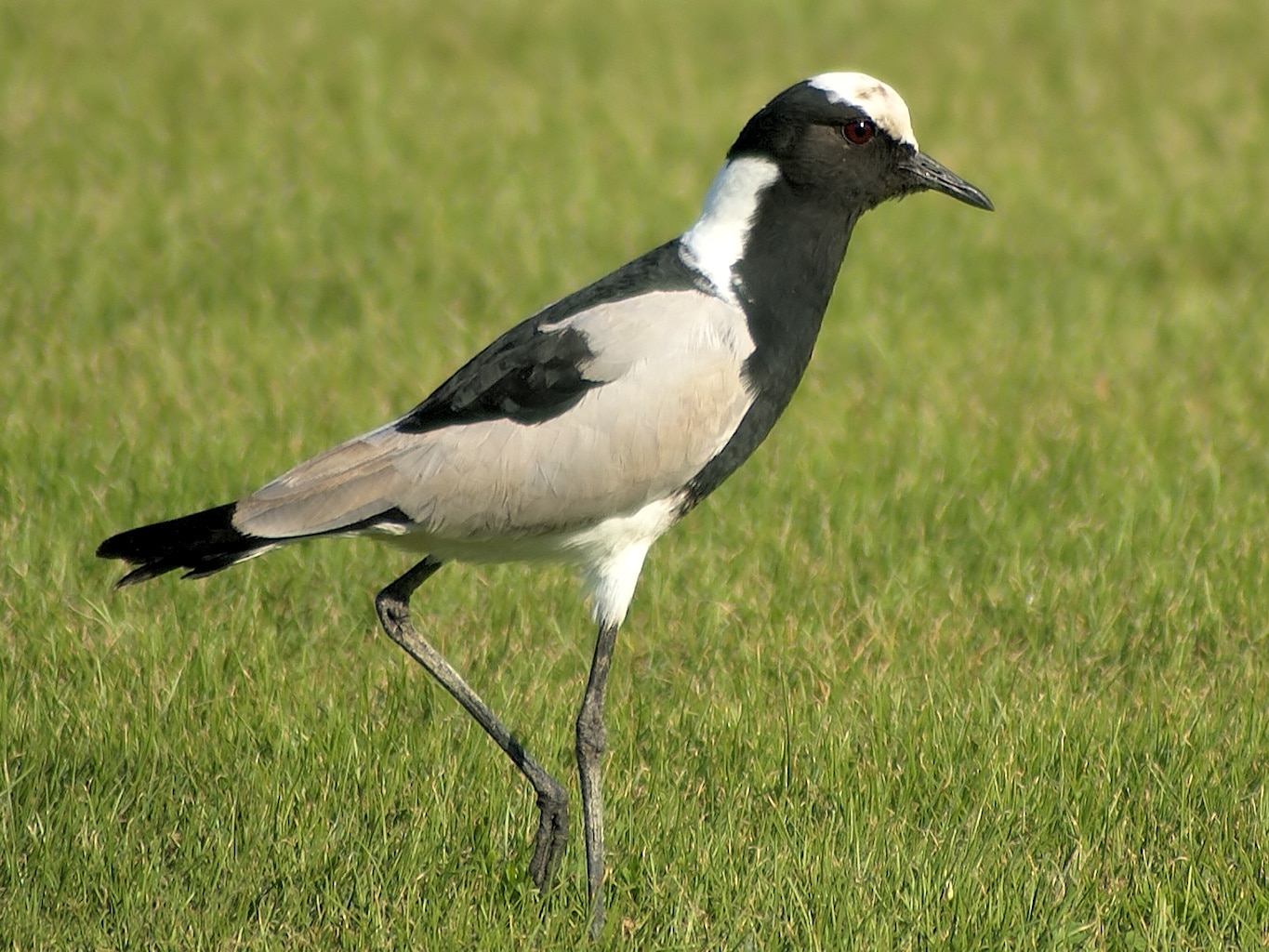 Lapwing