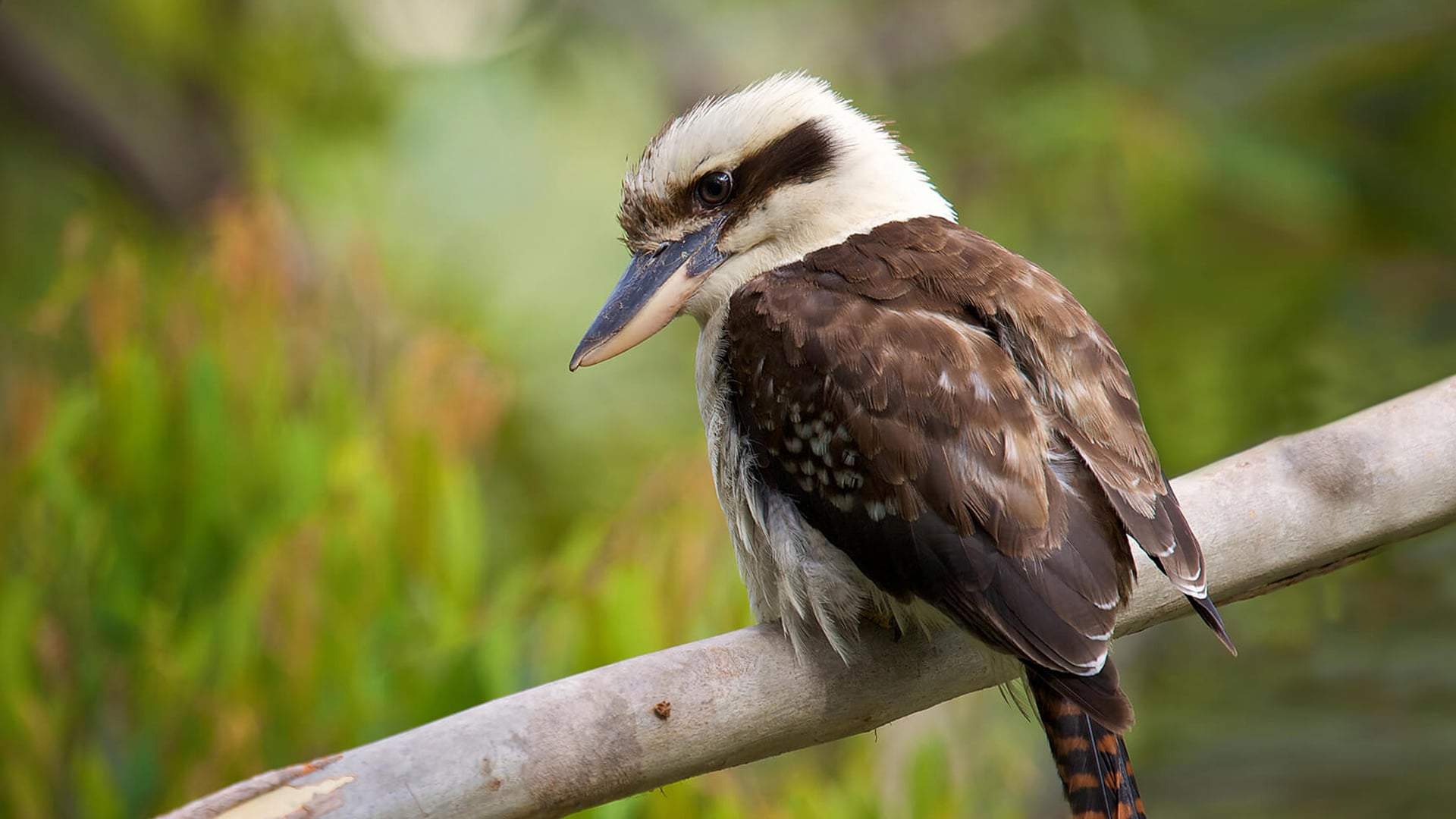 Laughing Kookaburra