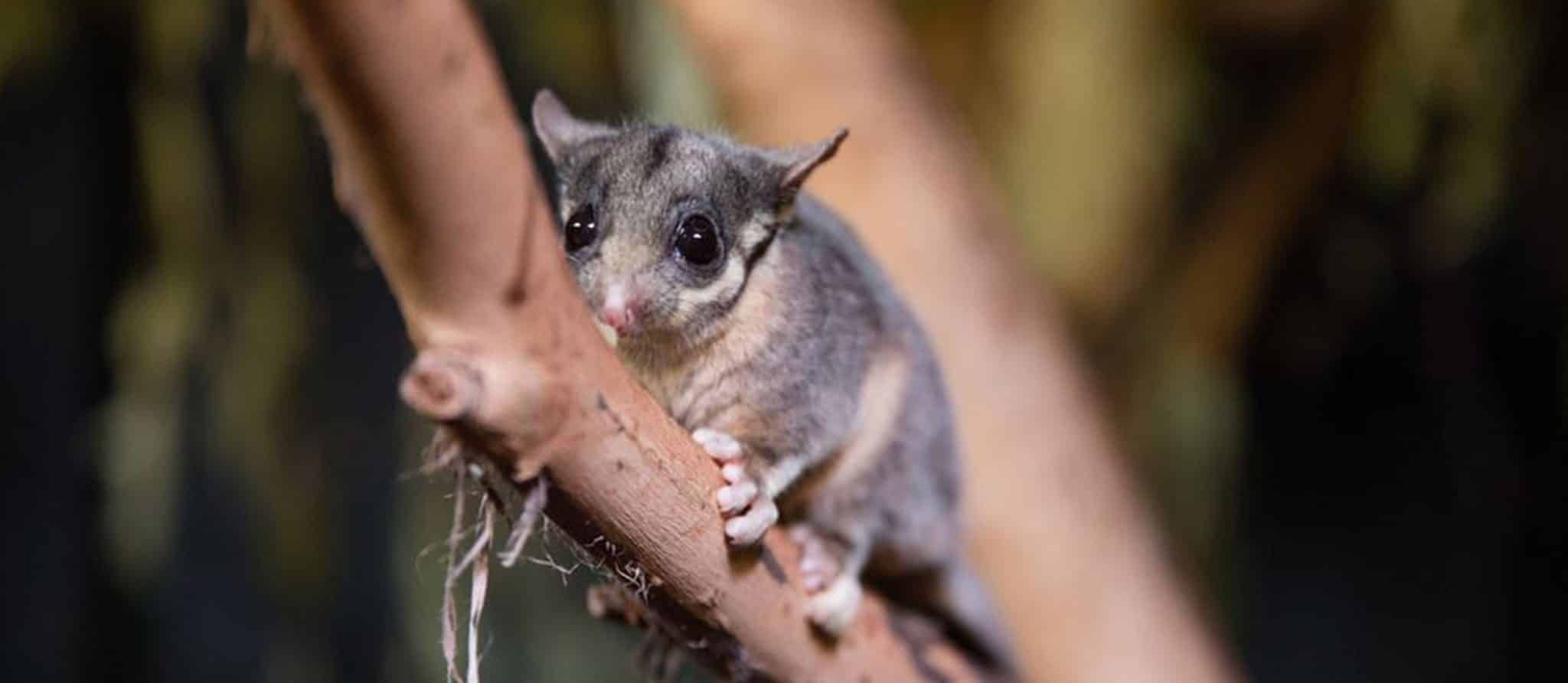 Leadbeater's Possum