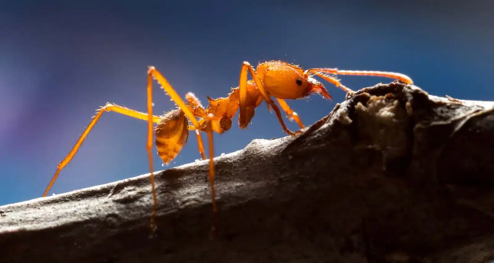 Leaf-cutter Ant