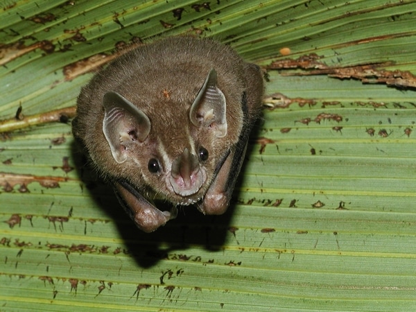 Leaf-nosed Bat