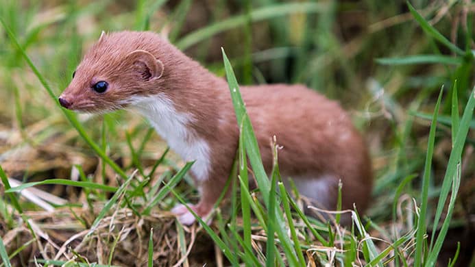 Least Weasel