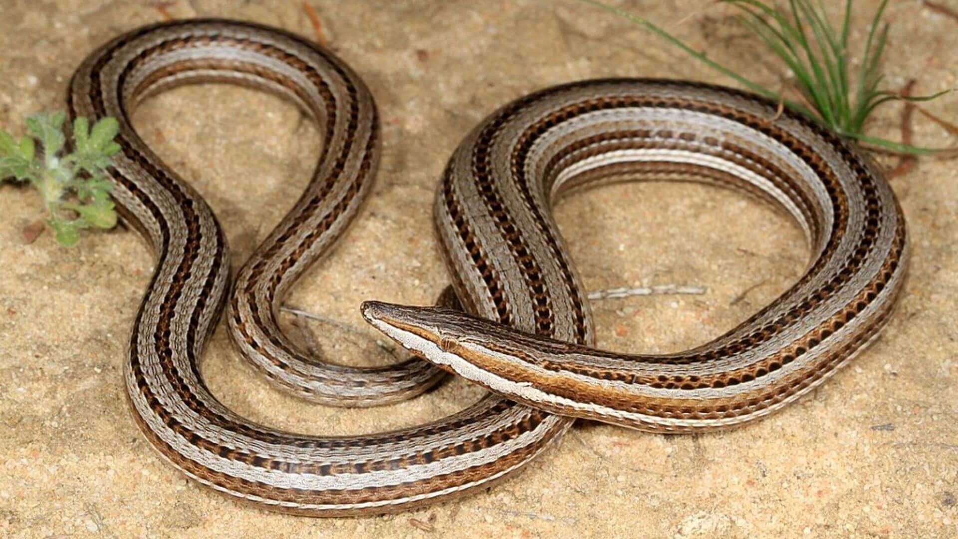 Legless Lizard