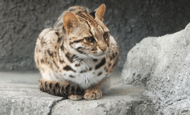 Leopard Cat