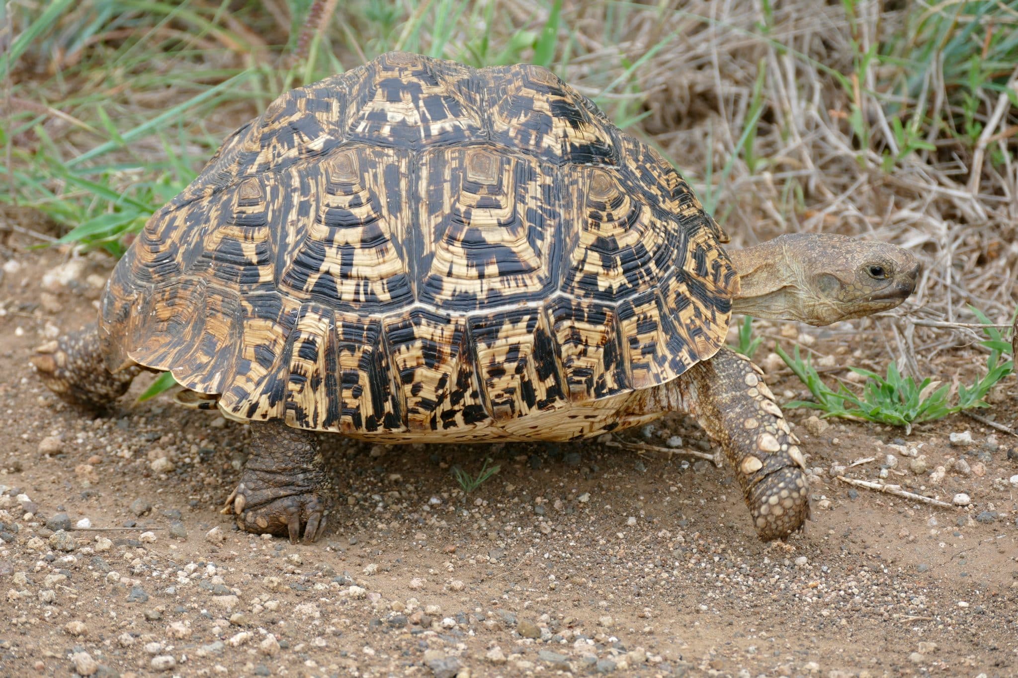 Leopard-Tortoise