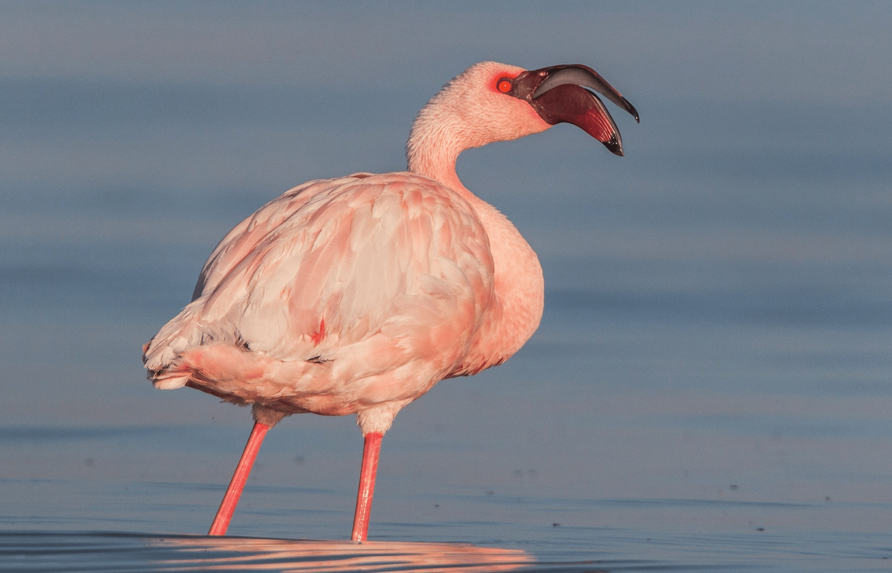 Lesser Flamingo