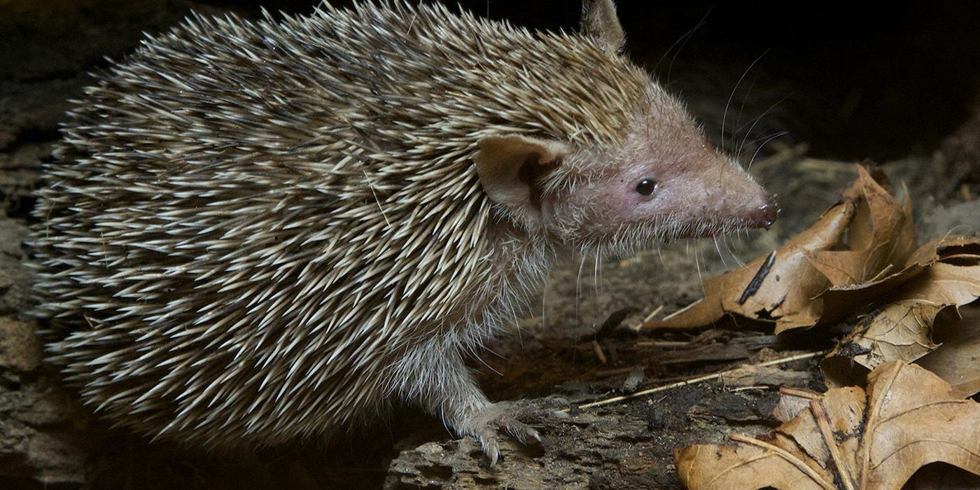 Lesser Hedgehog Tenrec