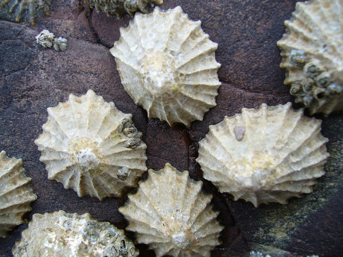 Limpet