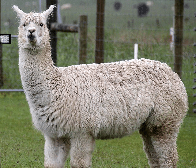 Llama