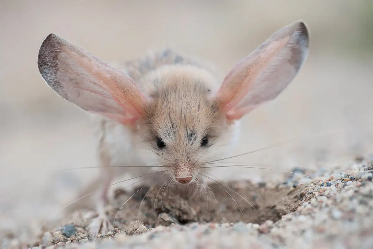 Long-eared Jerboa