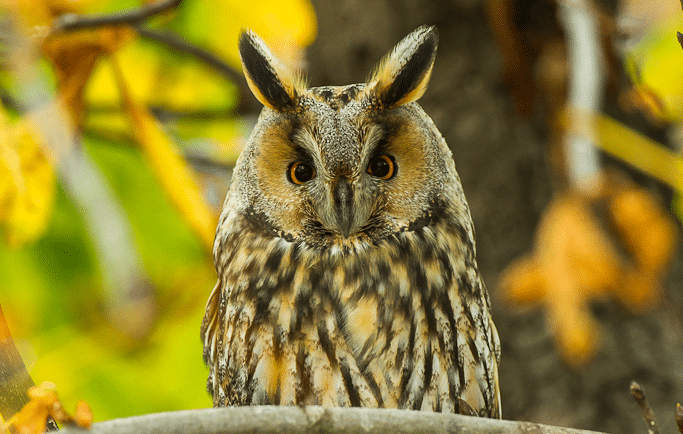 Long-eared Owl