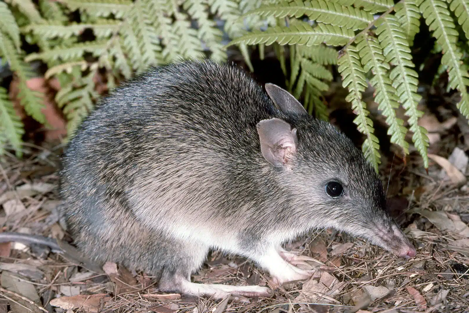 Long-nosed Bandicoot