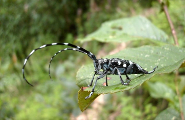 Longhorn Beetle