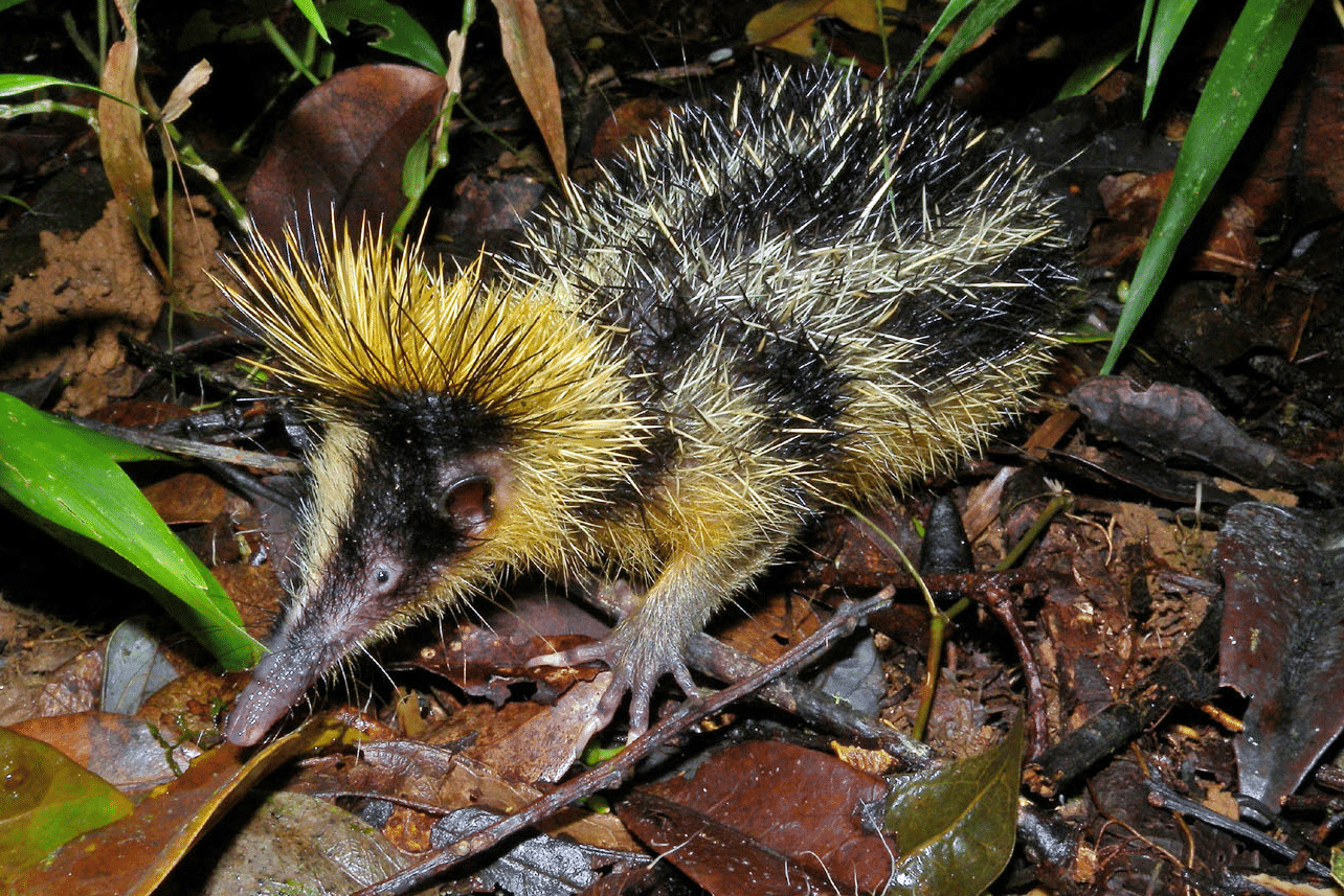 Lowland Streaked Tenrec