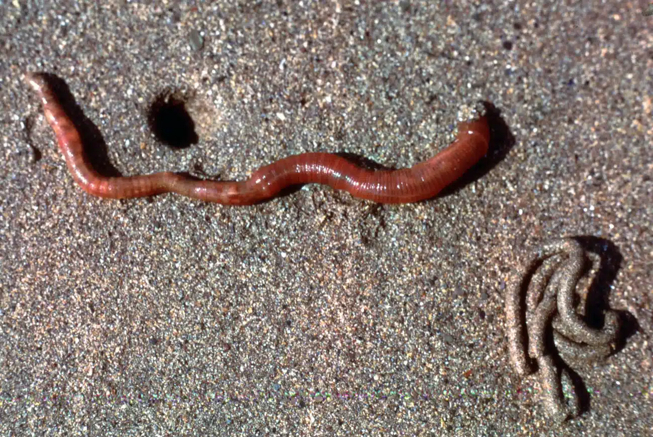 Lugworm