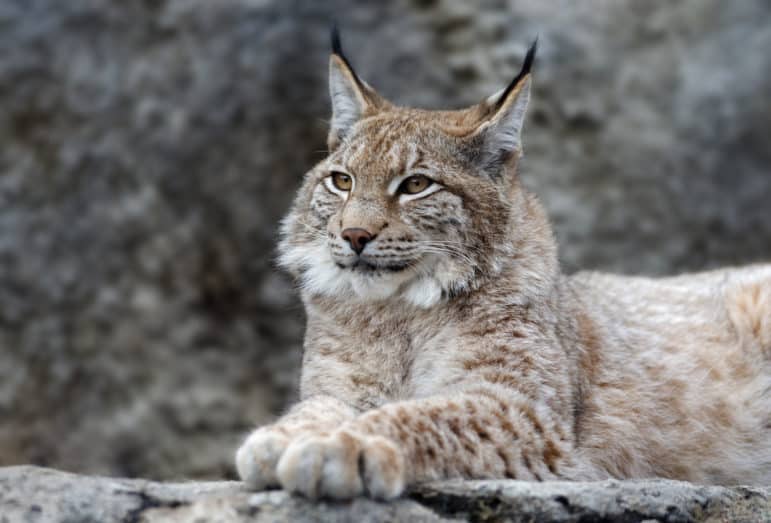 Lynx