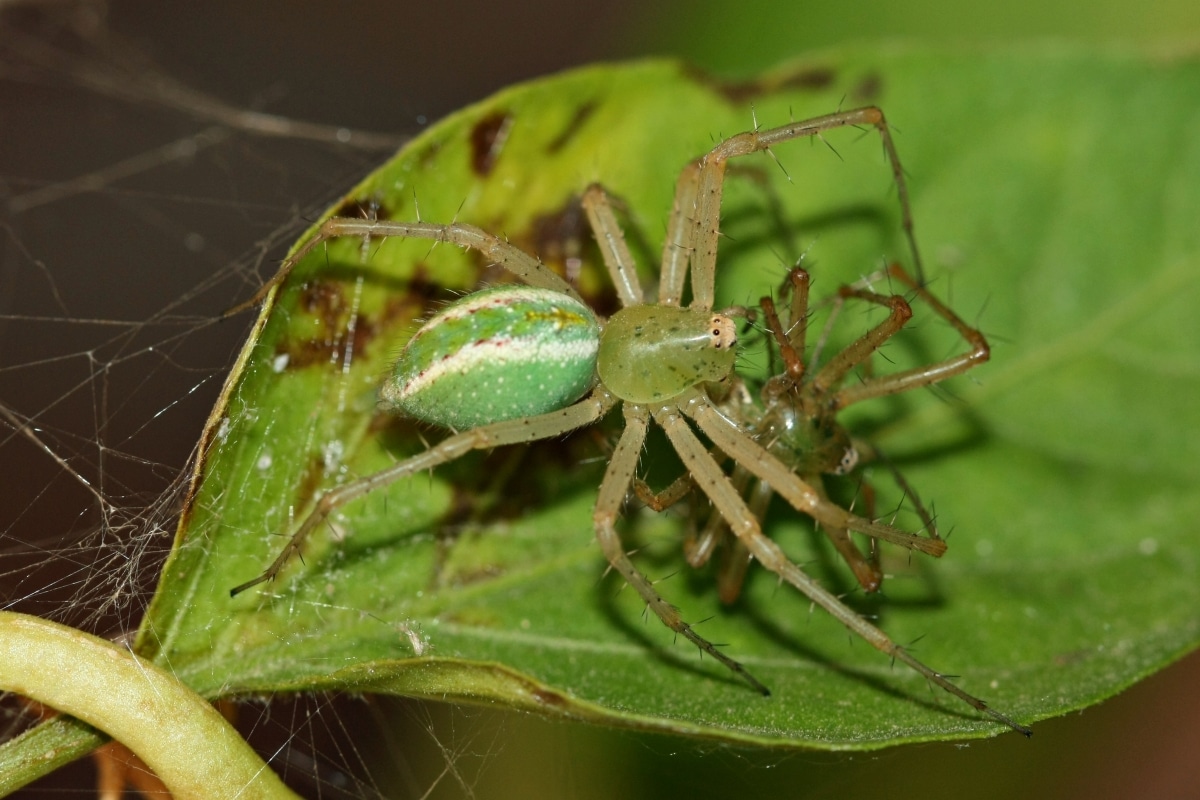 Lynx Spider Crab