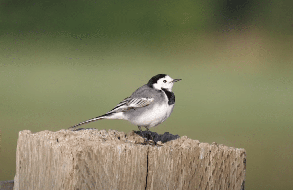 Wagtail