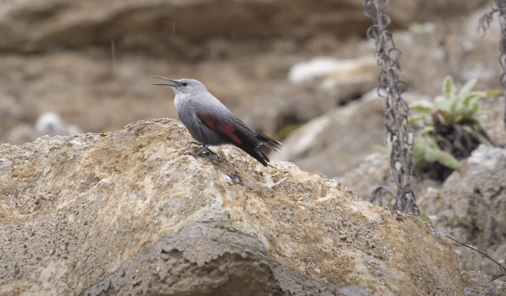 Wallcreeper