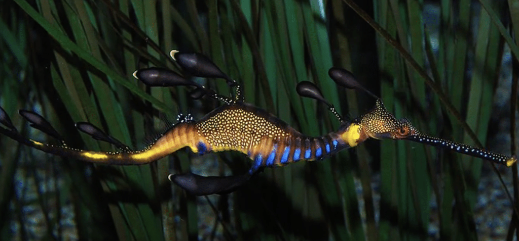 Weedy Seadragon