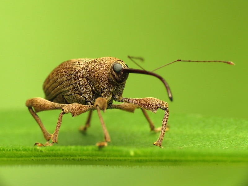 Weevil