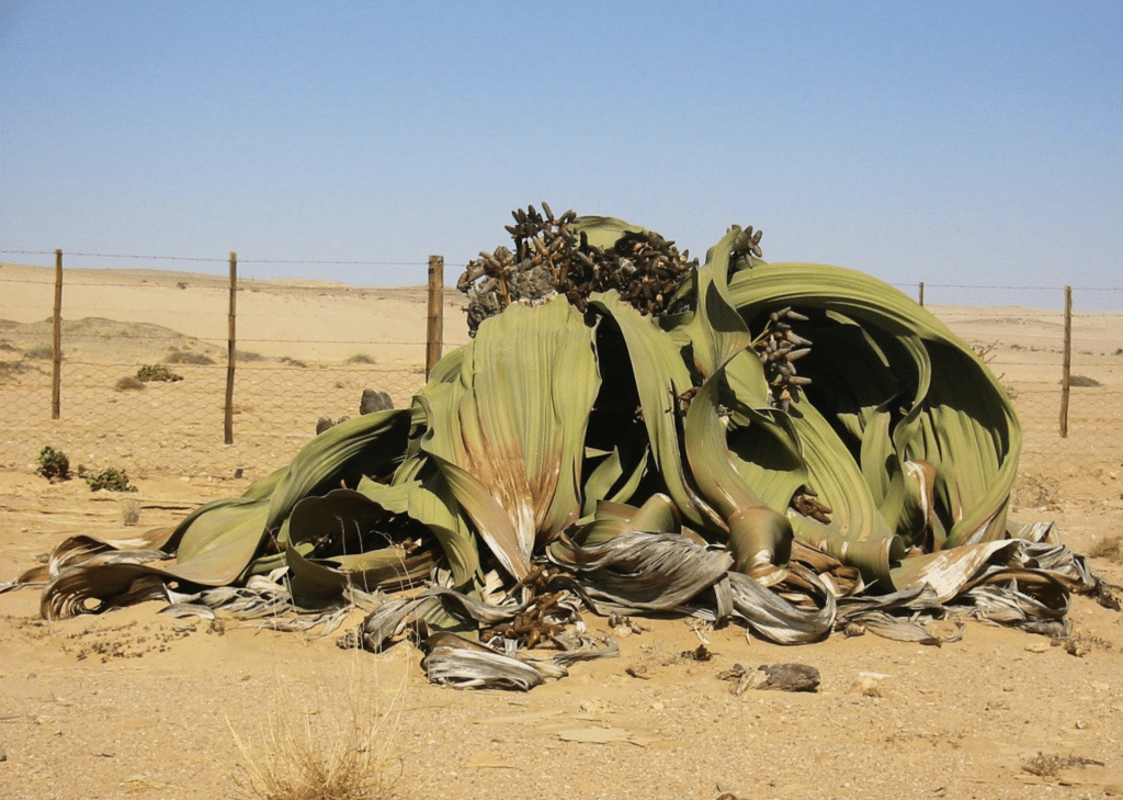 Welwitschia