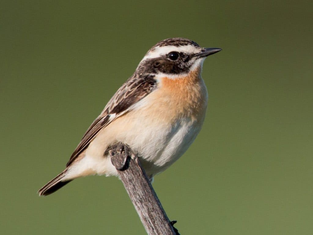 Whinchat