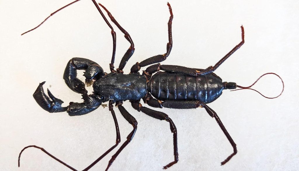 Whip Scorpion