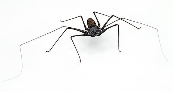 Whip Spider