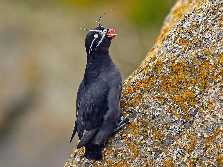 Whiskered Auklet