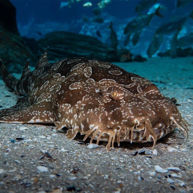 Wobbegong Shark