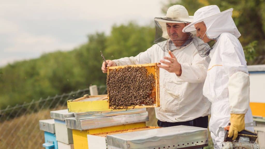 Beekeeping
