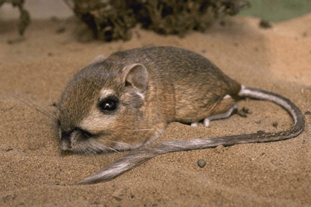 Kangaroo Rat