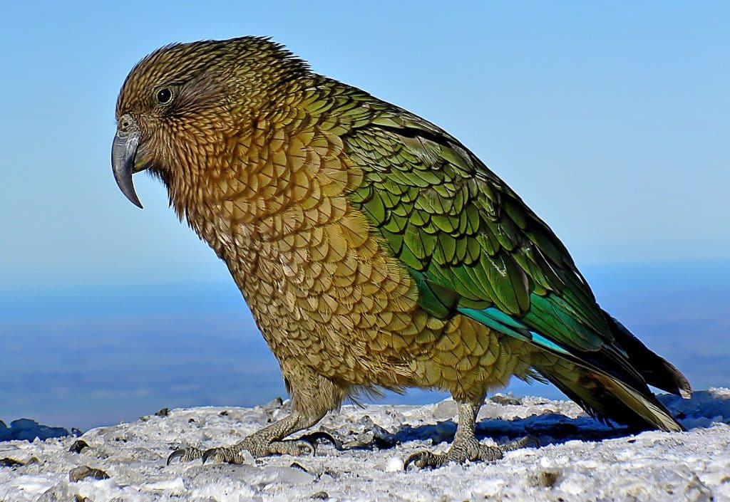 Kea