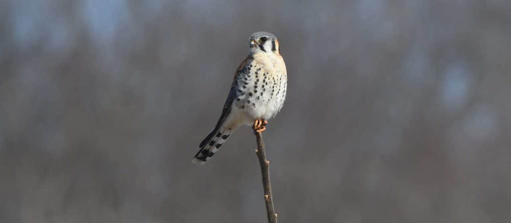 Kestrel