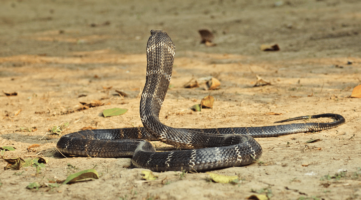 King Cobra
