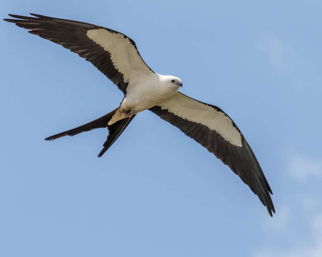 Kite (Bird)