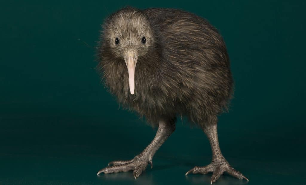 Kiwi