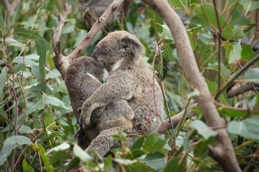 Koala