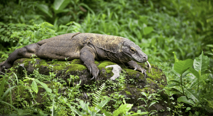 Komodo Dragon