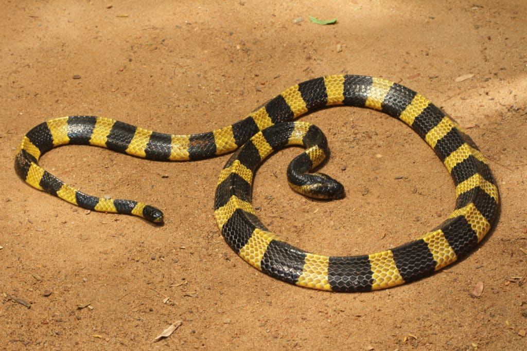 Krait