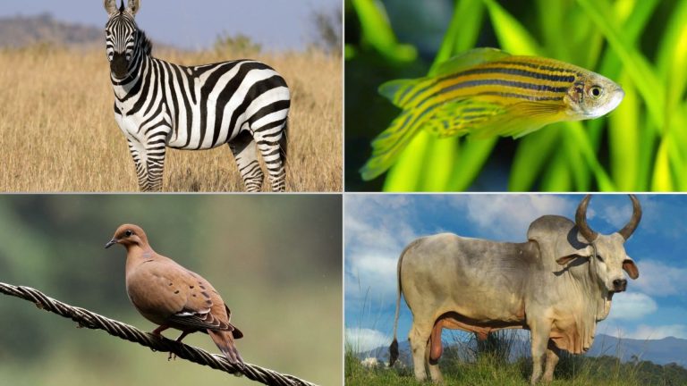 26 Amazing Zoological Wonders Starting with Z