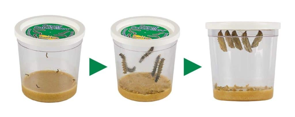 Cup-Caterpillars
